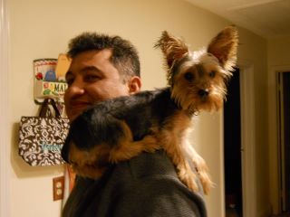 Codyyorkie3.jpg